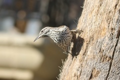 Campylorhynchus brunneicapillus