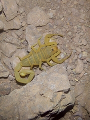 Centruroides sculpturatus