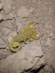 Centruroides sculpturatus