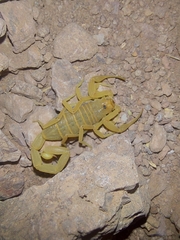Centruroides sculpturatus