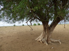 Salvadora