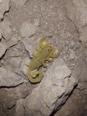 Centruroides sculpturatus