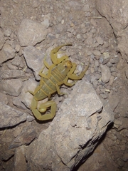 Centruroides sculpturatus