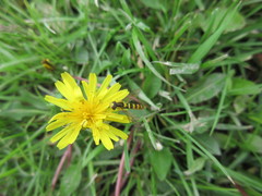 Sphaerophoria philanthus