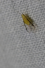 Monellia caryella