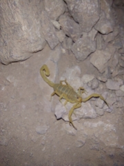 Centruroides sculpturatus