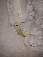 Centruroides sculpturatus