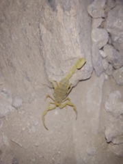 Centruroides sculpturatus