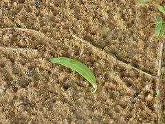 Salvadora