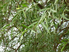 Salvadora