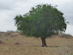 Salvadora