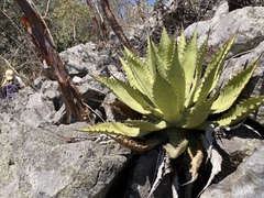 Agave inaequidens