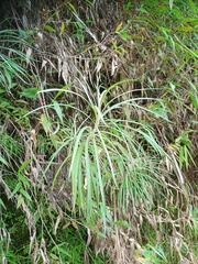 Anaphalis longifolia