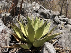 Agave inaequidens