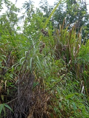 Anaphalis longifolia