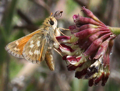 Hesperia lindseyi