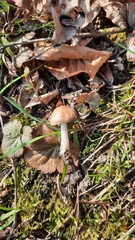 Psathyrella fatua