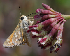 Hesperia lindseyi