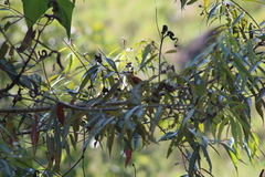 Pachyramphus rufus