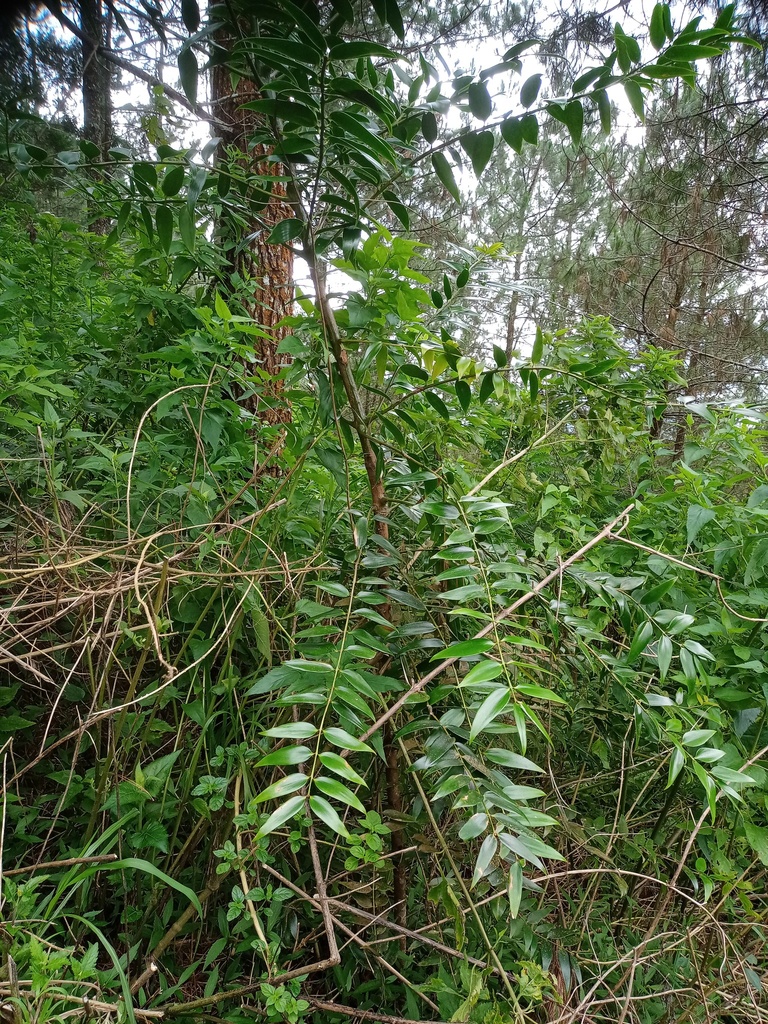 dammar raja (Agathis dammara)