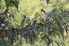 Pachyramphus rufus