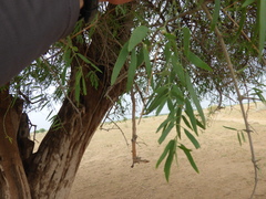 Salvadora