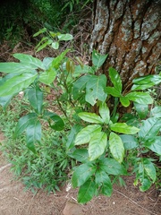 Magnoliopsida