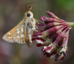 Hesperia lindseyi
