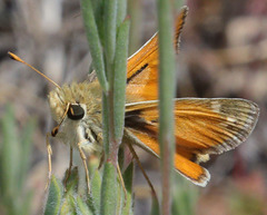 Hesperia lindseyi
