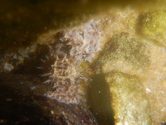 Stylocheilus rickettsi