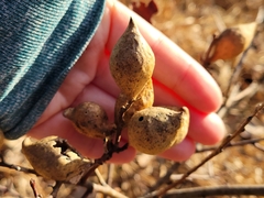Amphibolips quercusilicifoliae
