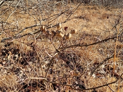 Amphibolips quercusilicifoliae