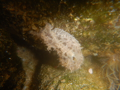 Stylocheilus rickettsi