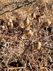 Amphibolips quercusilicifoliae