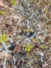 Forchhammeria watsonii