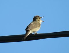 Acrocephalus dumetorum