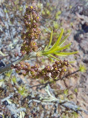 Forchhammeria watsonii