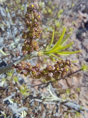 Forchhammeria watsonii