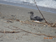 Leucophaeus modestus