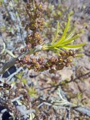 Forchhammeria watsonii