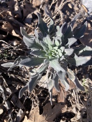 Dimorphocarpa wislizeni