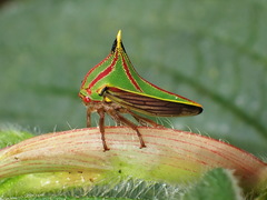 Umbonia pyramidalis