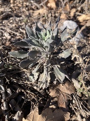 Dimorphocarpa wislizeni