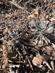 Dimorphocarpa wislizeni