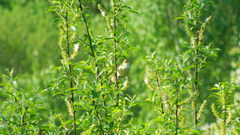 Acrocephalus dumetorum