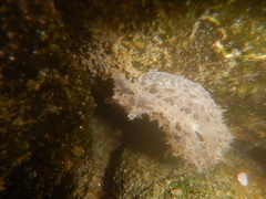 Stylocheilus rickettsi