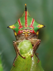 Umbonia pyramidalis