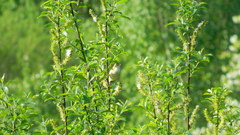 Acrocephalus dumetorum