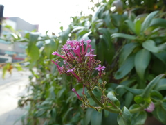 Centranthus ruber