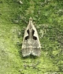 Dichomeris setosella